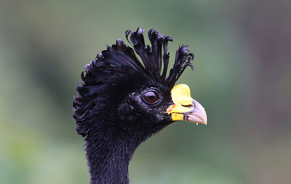 Great Curassow - Laguna Lagarto, Costa Rica
