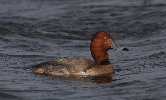 Redhead Wolf Lake Chicago Illilnois