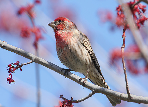 House Finch
