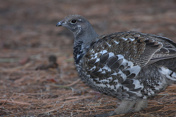 Dusky Grouse