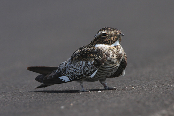 Common Nighthawk Anahuac National Wildlife Refuge, Texas