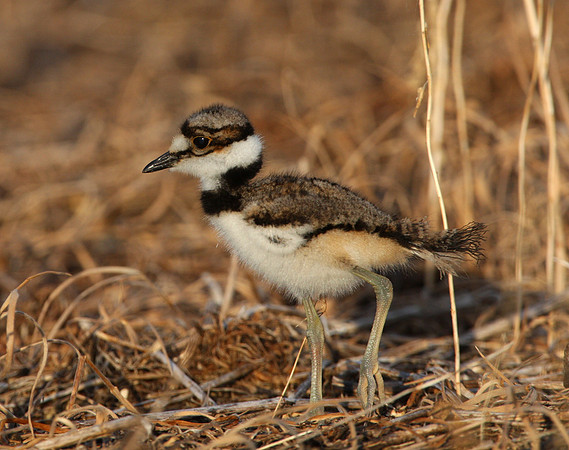 Killdeer