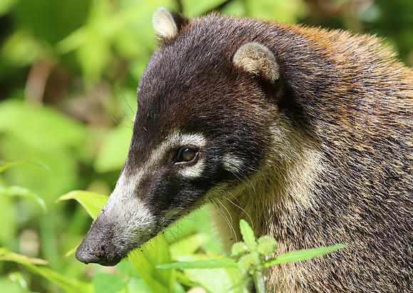 White-nosed Coati - Costa Rica