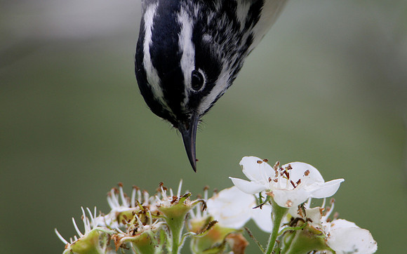 Black and White Warbler