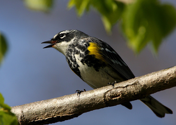 Yellow-rumped Warbler