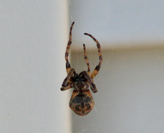 ID ?