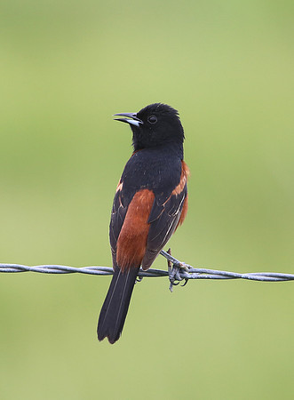 Orchard Oriole - Anahuac NWR, Texas