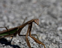 Chinese Mantis