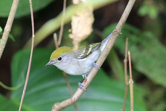 Chestnut-sided Warbler - Costa Rica