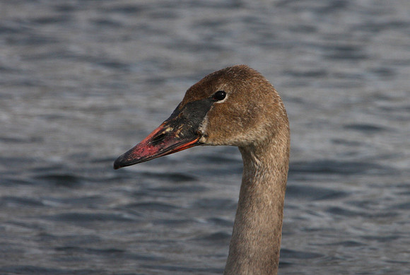 Trumpeter Swan - Immature