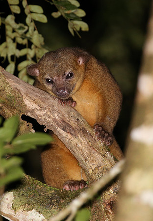 Kinkajou - Selva Verde, Costa Rica