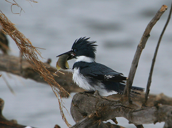 Belted Kingfisher