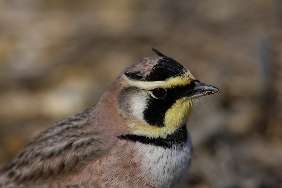 Horned Lark