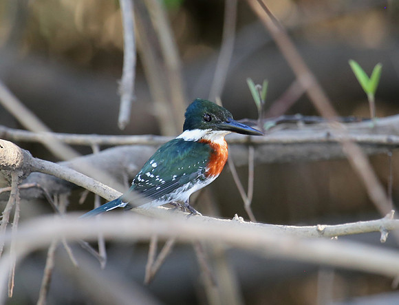 Green Kingfisher - Tarcol River, Costa Rica