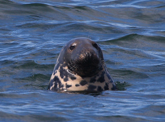 Gray Seal