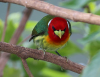 Red-headed Barbet - Costa Rica