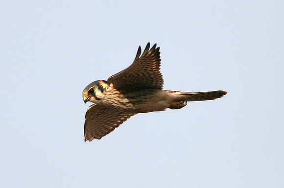 American Kestrel