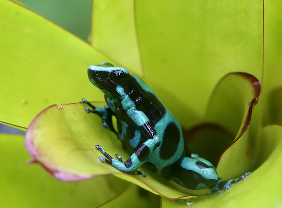 Green and Black Poison Dart Frog - Laguna Lagarto, Costa Rica