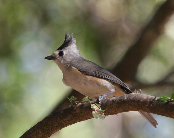 Black-crested Titmouse
