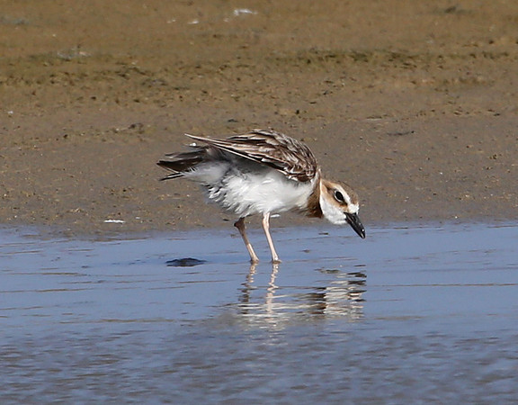 Wilson's Plover - Galveston, Texas