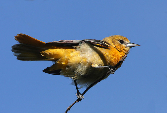 Baltimore Oriole (female)