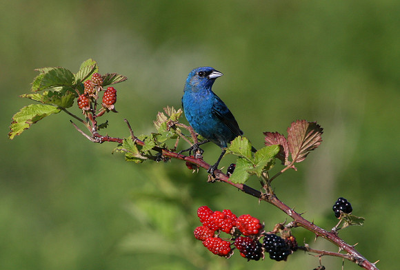 Indigo Bunting