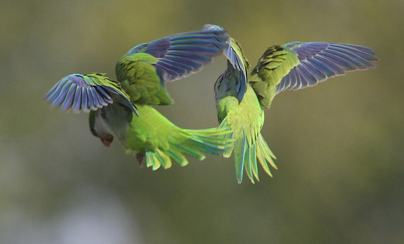 Monk Parakeet