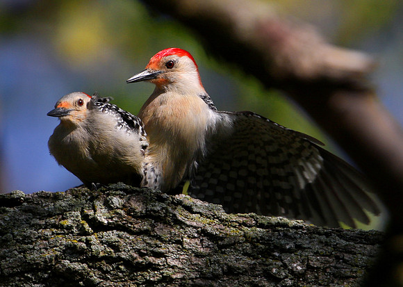 Red-bellied Woodpeckers (male and female)