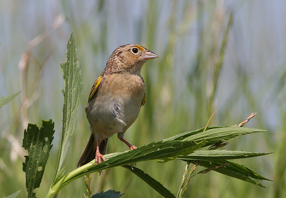 Grasshopper Sparrow