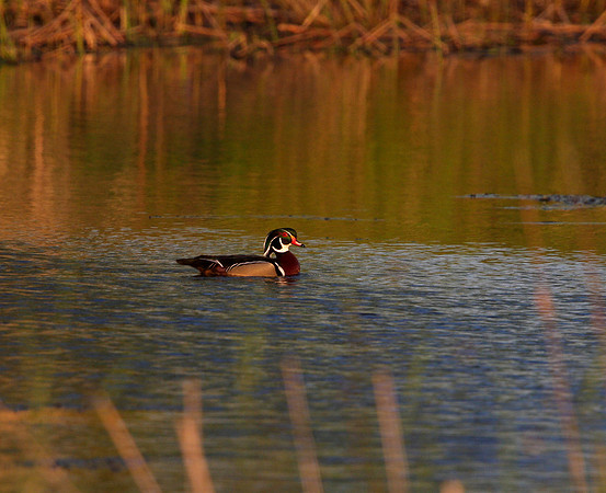 Wood Duck