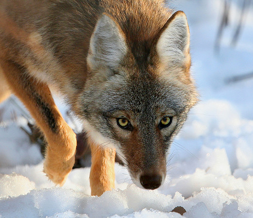 Coyote Closeup