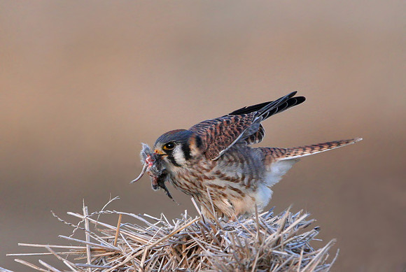 American Kestrel With Prey