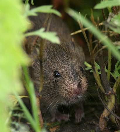 Meadow Vole