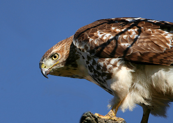 Red-tailed Hawk