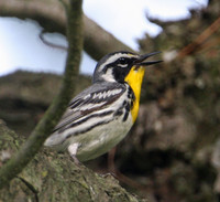 Yellow-throated Warbler