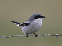 Loggerhead Shrike