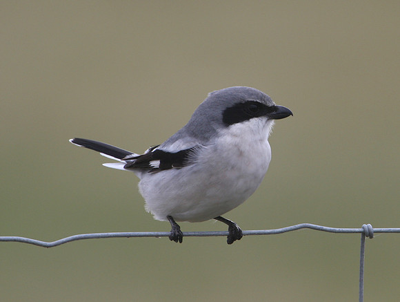 Loggerhead Shrike