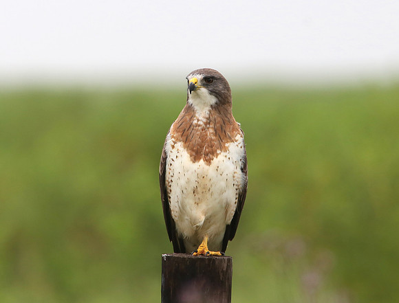 Swainson's Hawk Anahuac NWR, Texas
