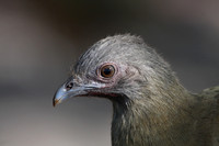 Plain Chachalaca
