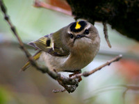 Golden-crowned Kinglet
