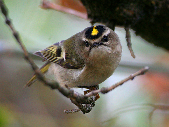 Golden-crowned Kinglet