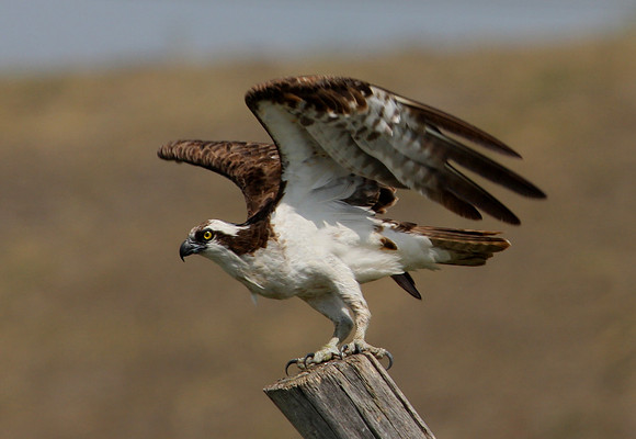 Osprey - Perspective