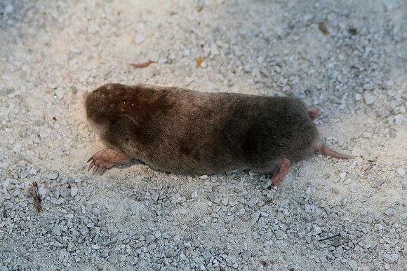 Eastern Mole