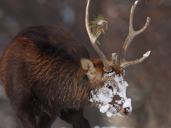 Sika Deer