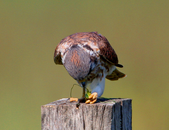 American Kestrel
