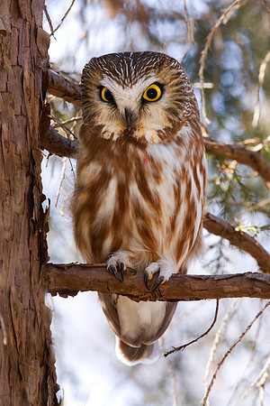 Northern Saw-whet Owl