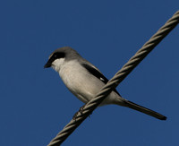 Loggerhead Shrike