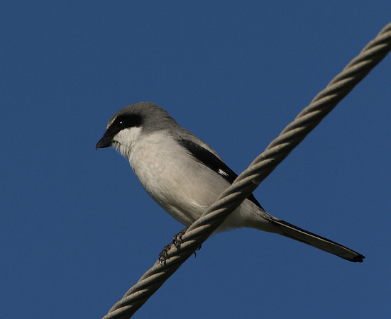 Loggerhead Shrike