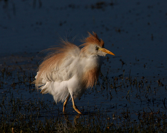 Cattle Egret