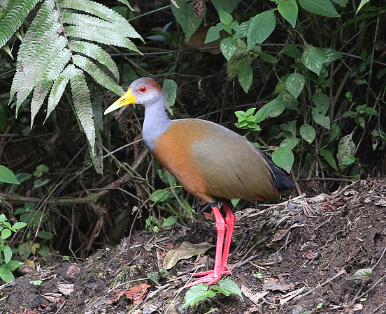 Gray-necked Wood-Rail - Costa Rica